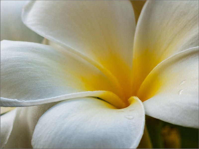 Simply Wondrous 